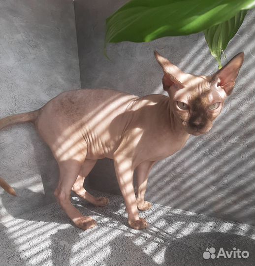 Канадский сфинкс