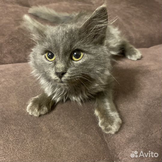 Котенок в добрые руки