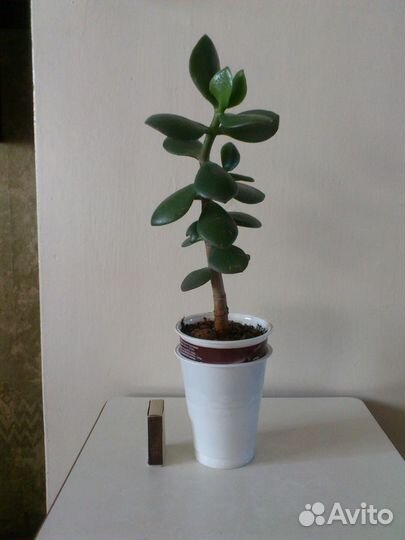 Крассула Хоббит, Хавортия, Крассула, Алоэ