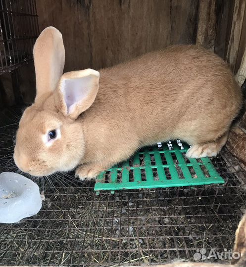 Кролики бургундские