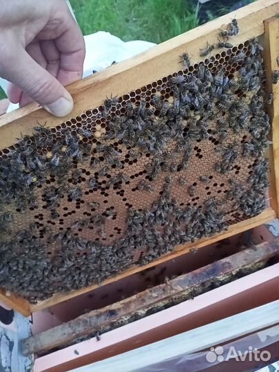 Пчелы семьи,отводки