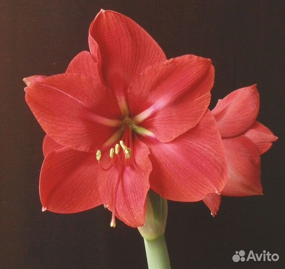 Гиппеаструм