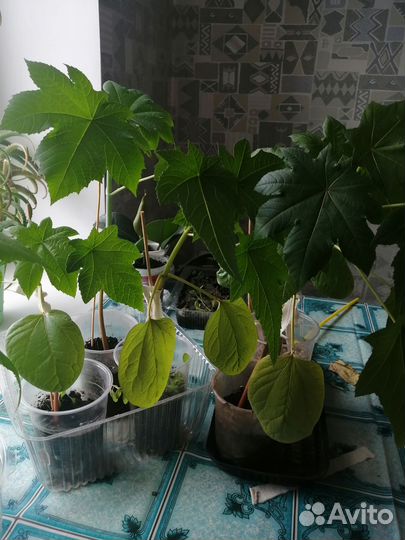 Рассада клещевины