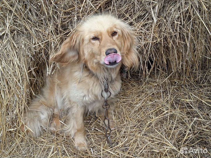 Собака спаниэль