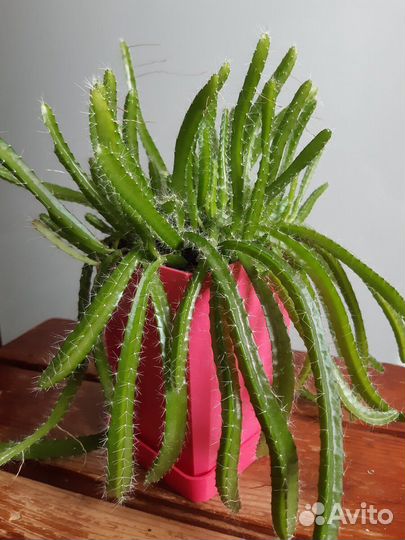 Растения для дома