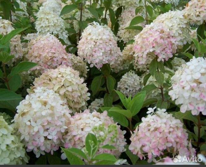 Гортензии,мордовник, синюха, волжанка,фундук