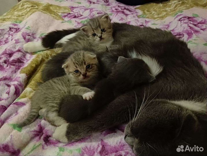 Шотландская