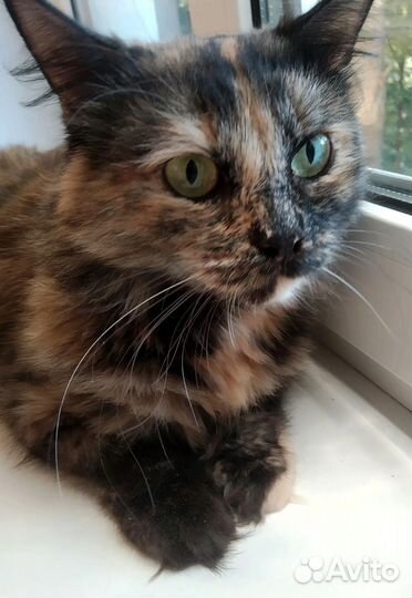 Кошечка Шуня