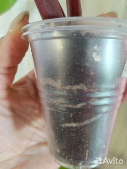 Филодендроны