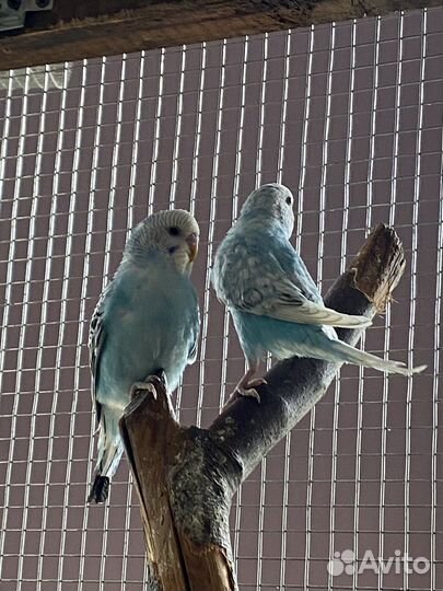 Волнистые попугаи