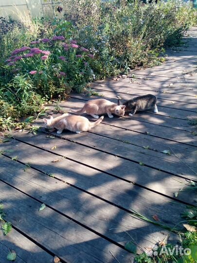 Котята в добрые руки