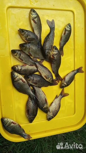 Карась Малек