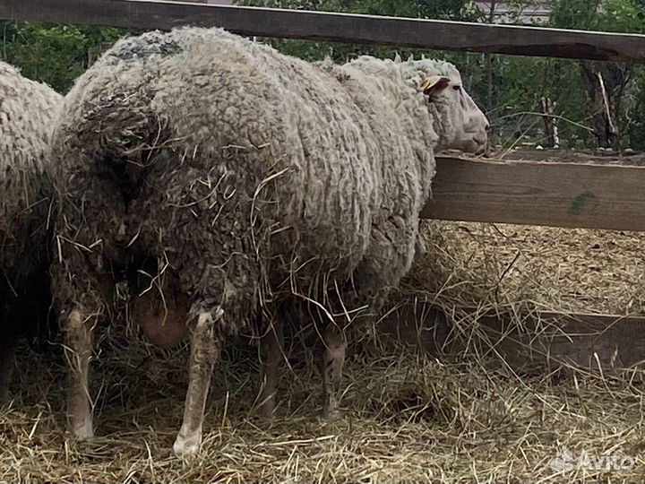 Бараны тексель