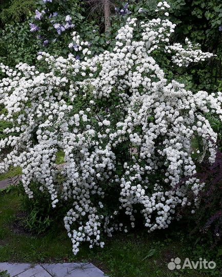 Цветущие кустарники