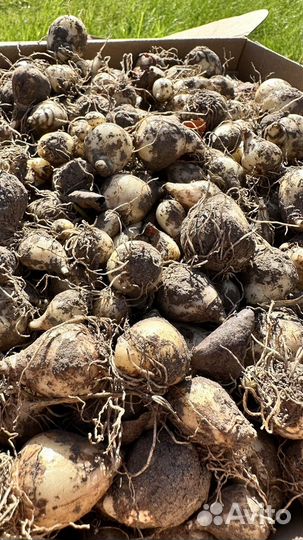 Мускари луковицы