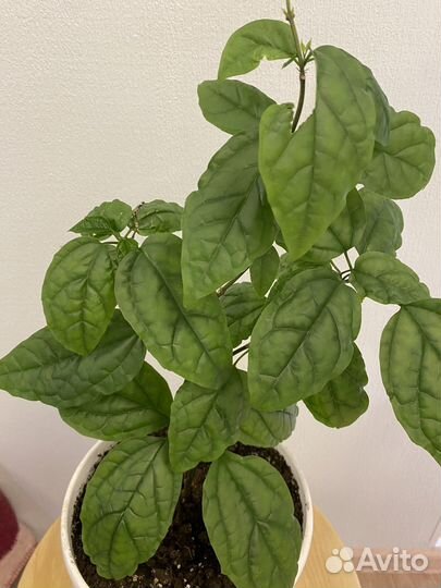 Клеродендрум