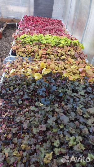 Гейхеры 8 сортов. Саженцы, кассеты. Можно опт