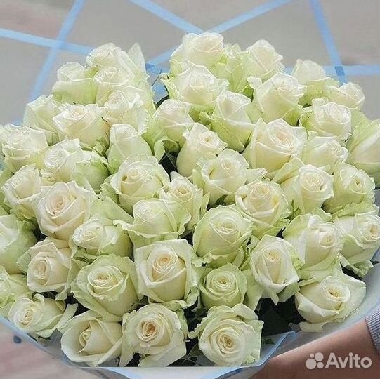 Высокие розы Гигантские Розы 150 160 170 180 190см