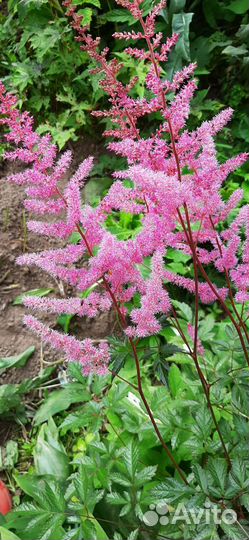 Астильба, вероники