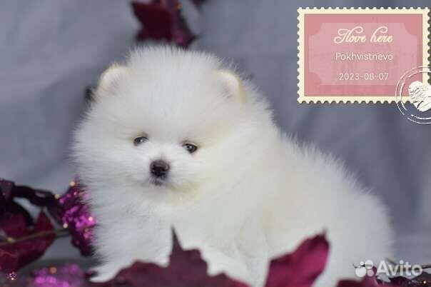 Шпицуля, маленькие мишутки