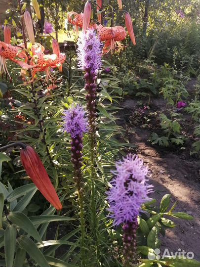 Многолетние цветы и растения