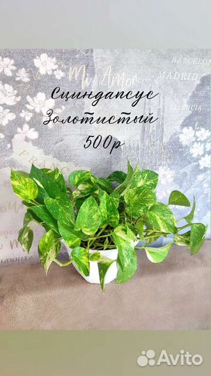 Сциндапсус эпипремнум, Сингониумы