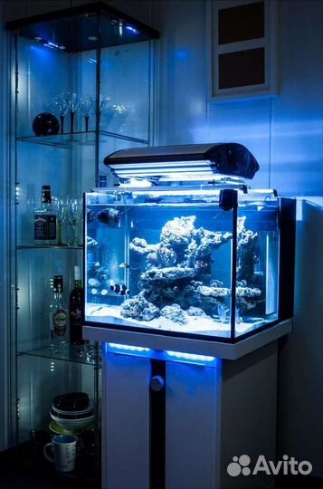 Запущу аквариум любого вида и размеров