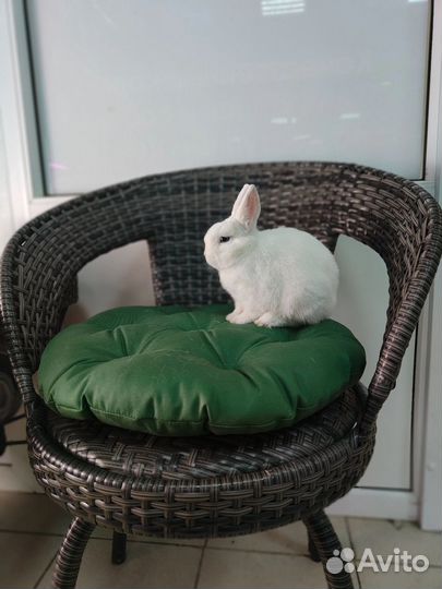 Карликовый минор с родословной