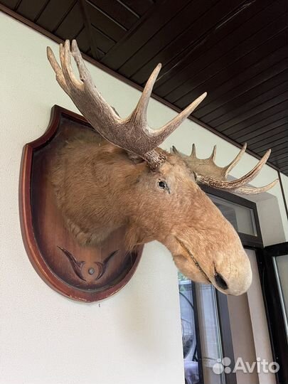 Чучело головы лося