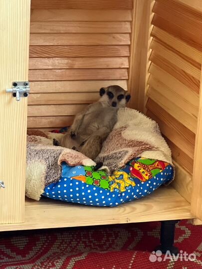 Домик для животных руч.раб