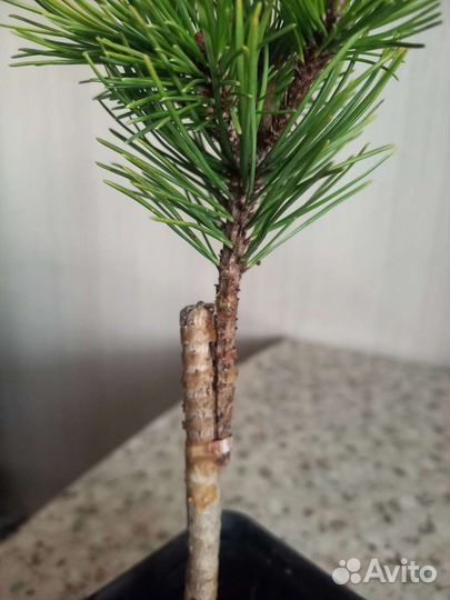 Хвойные растения на штамбе