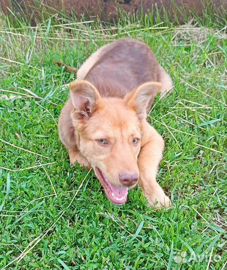 Щенок в добрые руки бесплатно