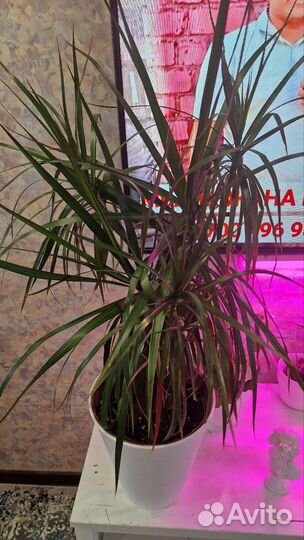 Пальма драцена