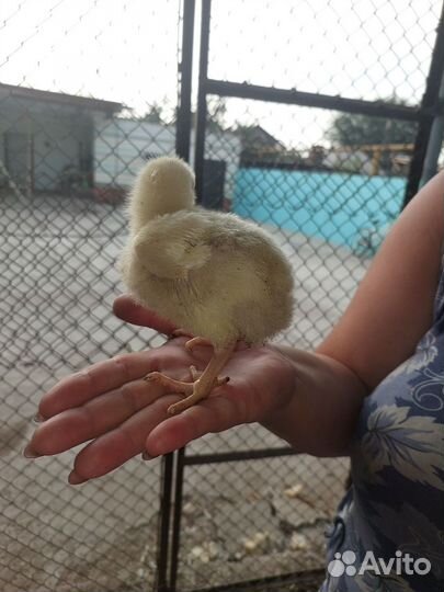 Цыплята бройлеры кобб 500