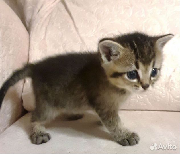 Котята британской золотой шиншиллы