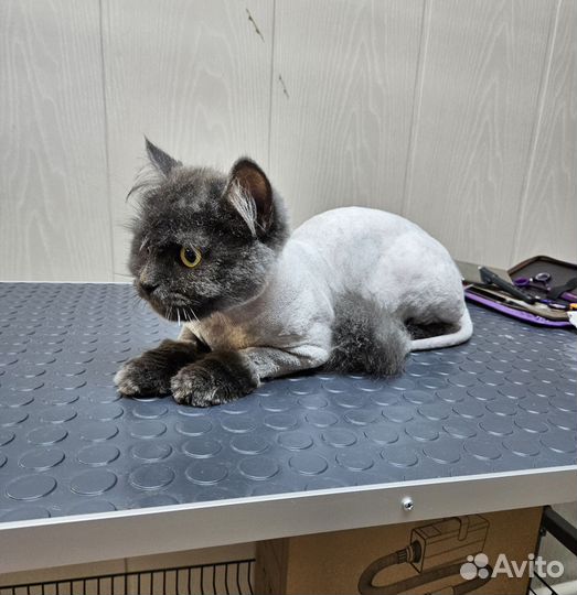 Стрижка кошек