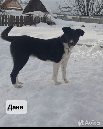 Молодые собаки
