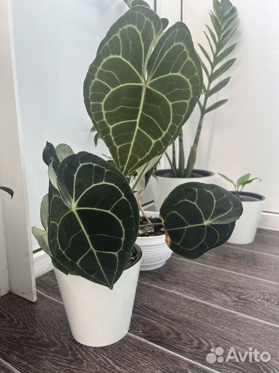 Антуриум кларинервиум