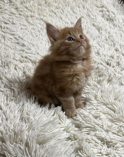 Котята мейн-кун