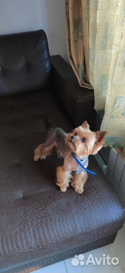 Йоркширский терьер вязка