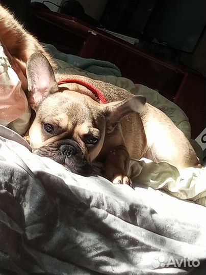 Французский бульдог немецкая овчарка