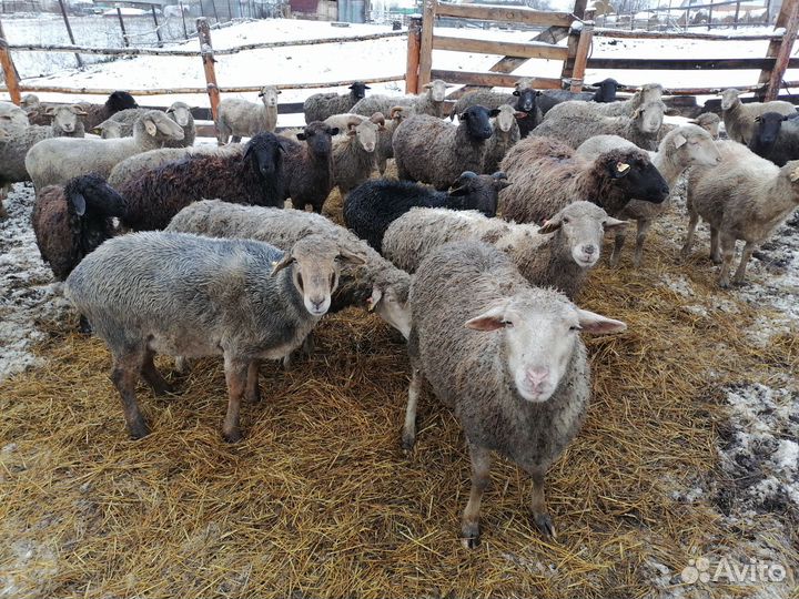 Телята и овцы