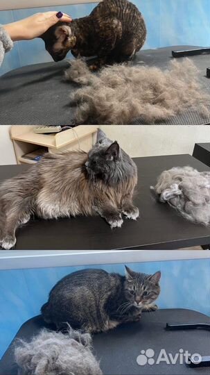 Стрижка домашних животных, груминг