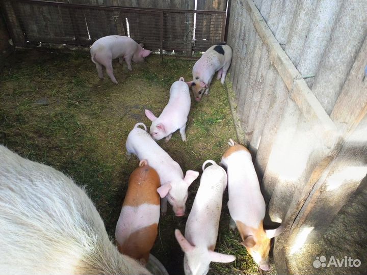 Поросята ландрас