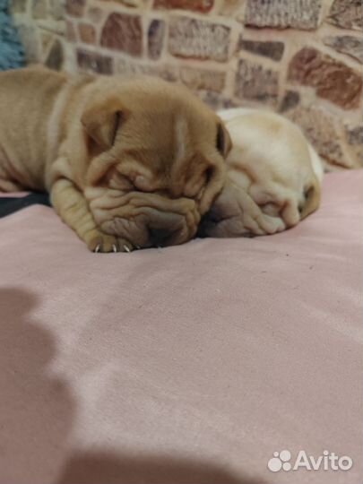 Щенки шарпея