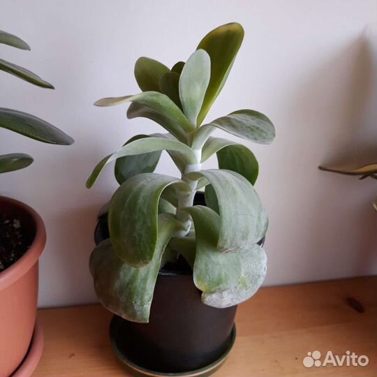 Суккуленты по 100