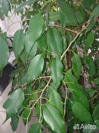 Фикус Моник