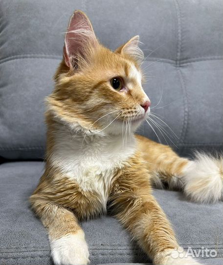 Котик Абрикос ищет любящих хозяев