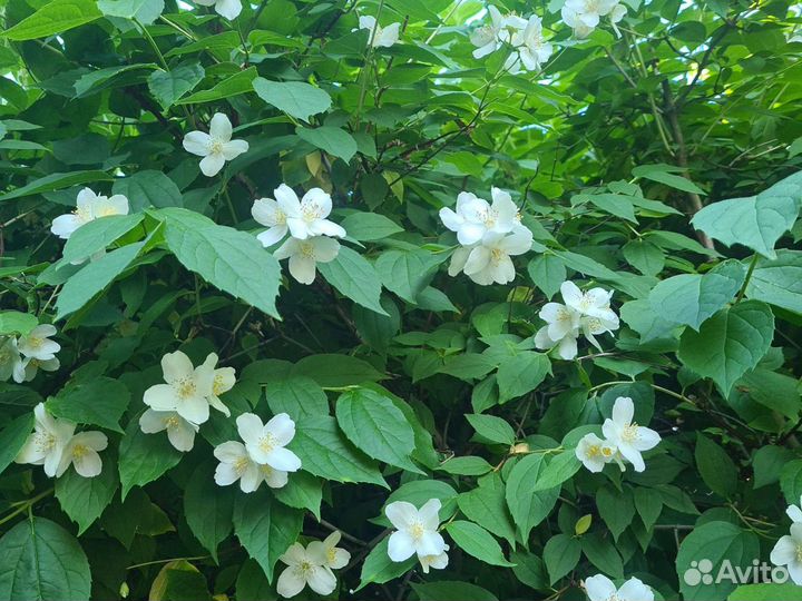 Форзиция, Жасмин, Манжетка