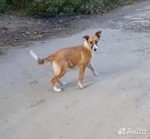 Собака в добрые руки
